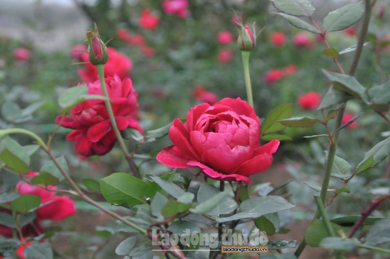 Tháng 3 sẽ diễn ra Lễ hội hoa hồng Bulgaria tại Hà Nội