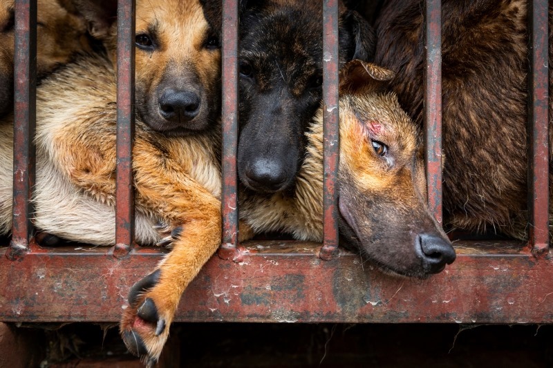 Tại Việt Nam, 5 triệu chó và 1 triệu mèo bị giết lấy thịt hằng năm